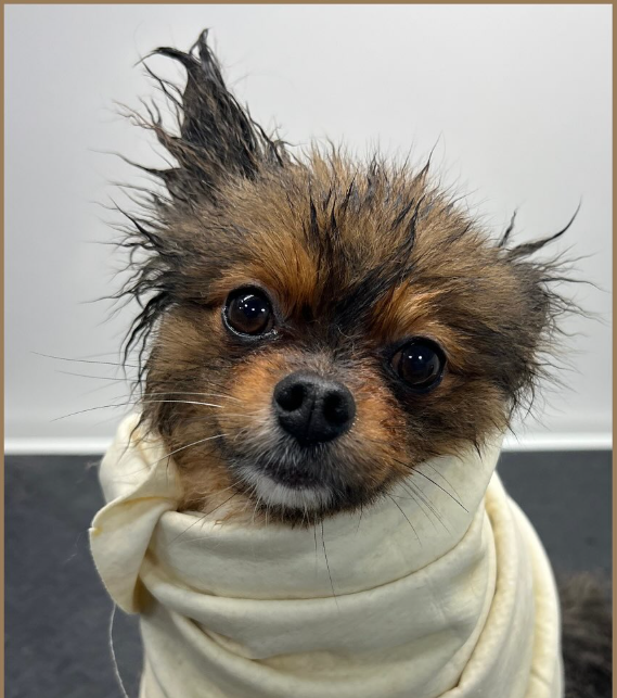 Goldendoodle portrait