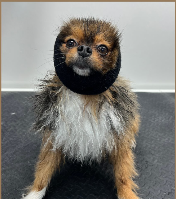 Fresh groomed doodle